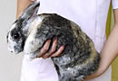 ウサギの抱き方