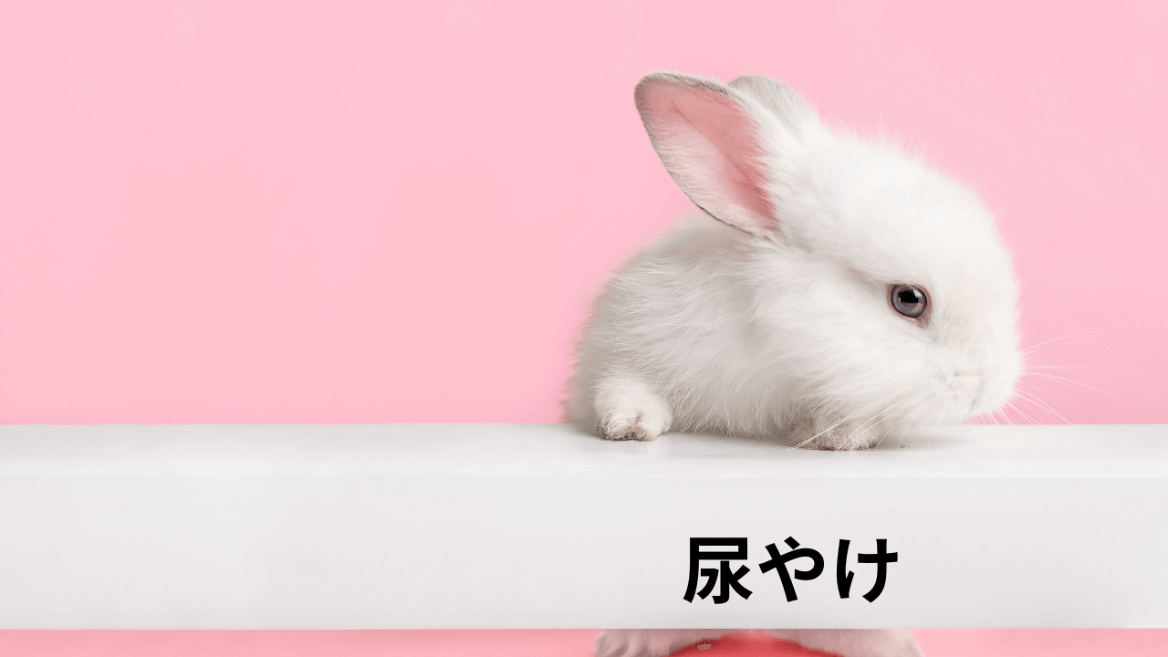 尿やけ 熊本のウサギ専門動物病院 うさぎの病院