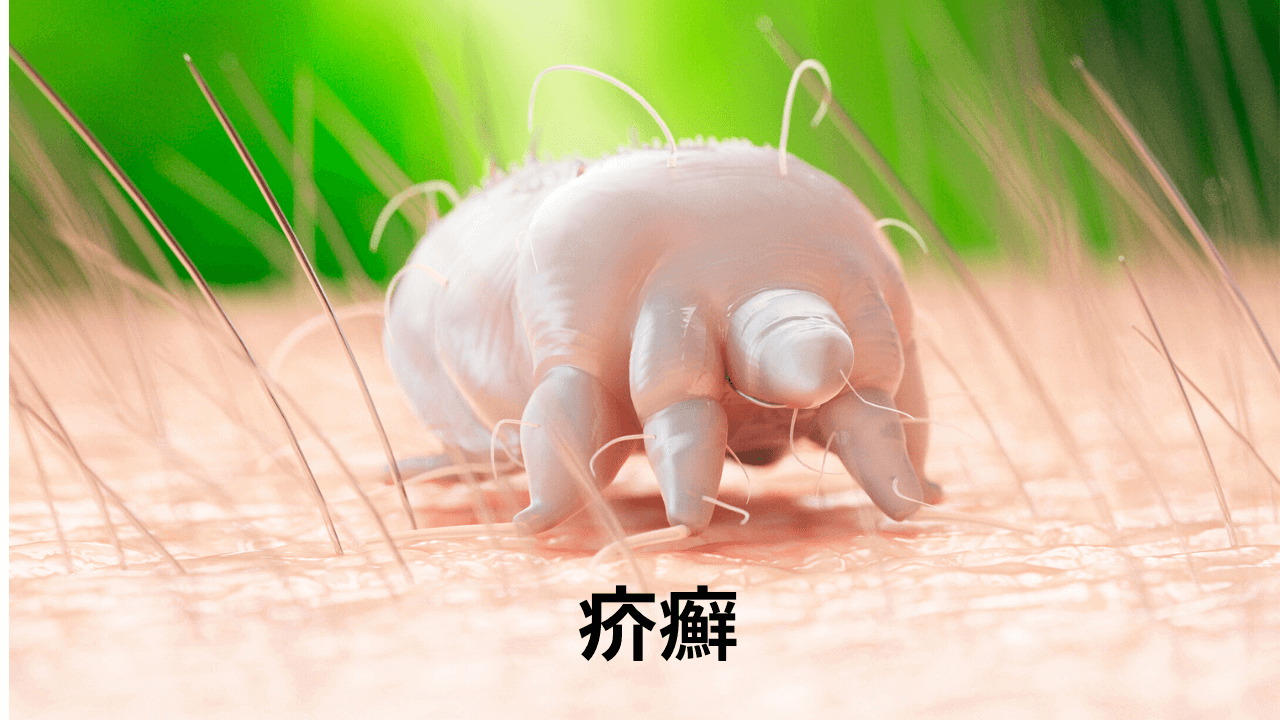 疥癬 熊本のウサギ専門動物病院 うさぎの病院