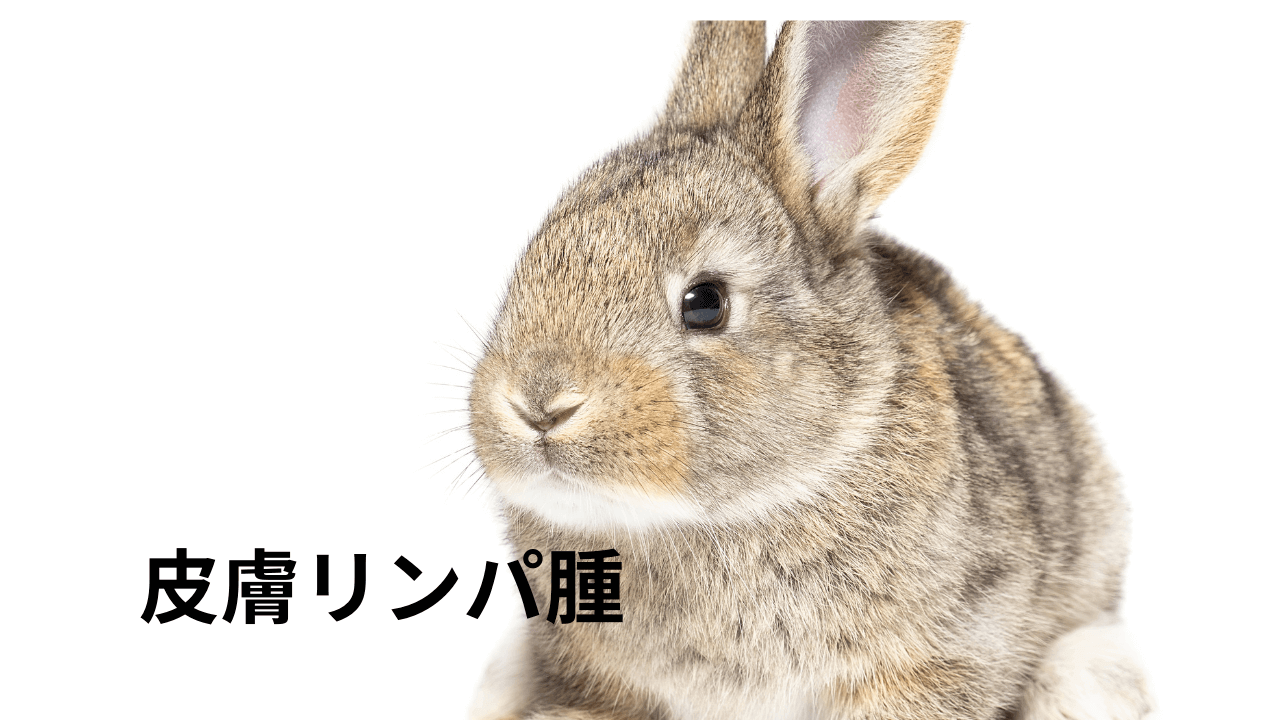 皮膚リンパ腫 熊本のウサギ専門動物病院 うさぎの病院