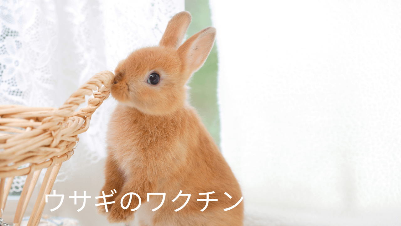 ウサギのワクチン 熊本のウサギ専門動物病院 うさぎの病院