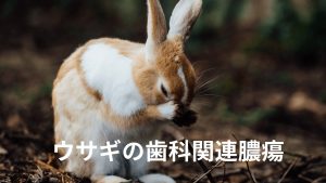 ウサギの歯科関連腫瘍