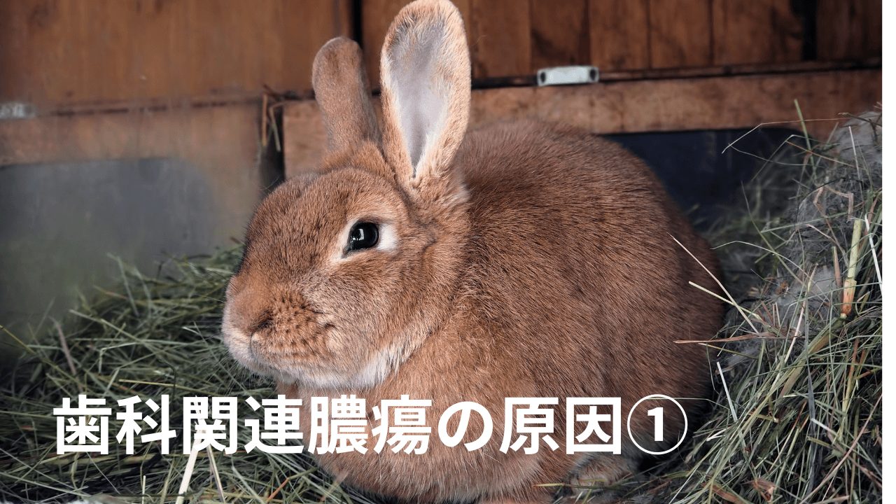 歯科関連膿瘍の原因1 熊本のウサギ専門動物病院 うさぎの病院