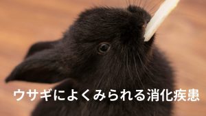 ウサギによくみられる消化疾患