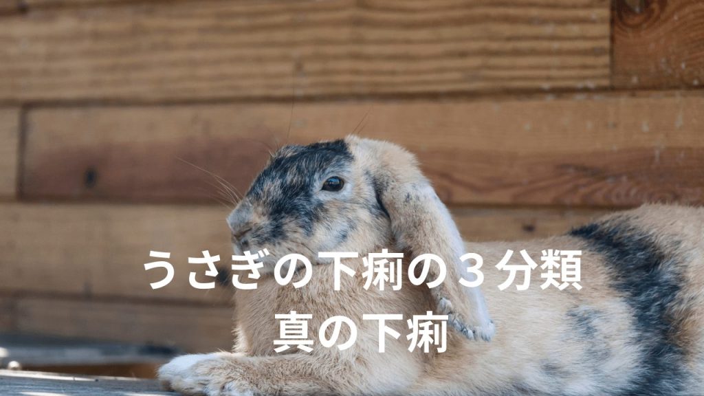 うさぎの下痢の３分類のうちの真の下痢 熊本のウサギ専門動物病院 うさぎの病院