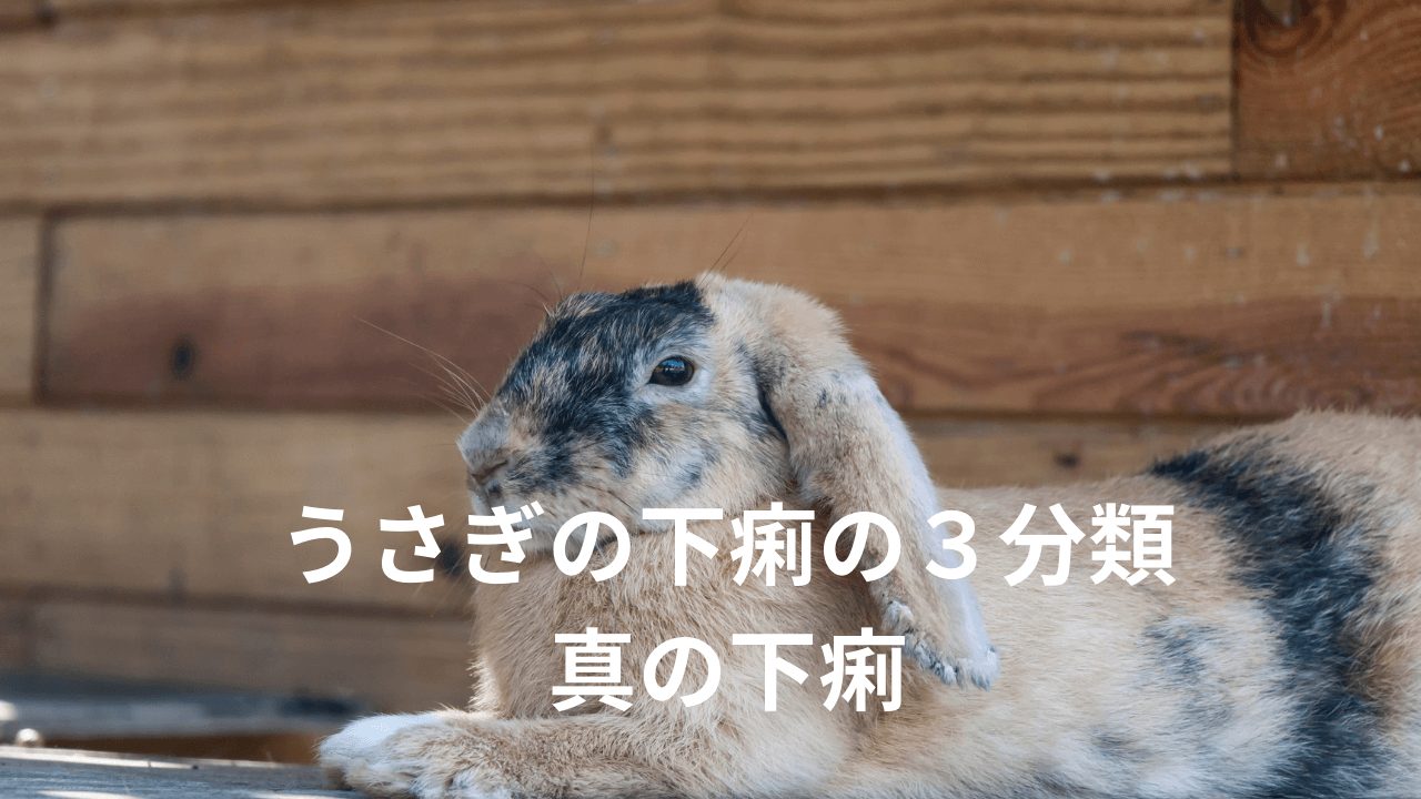 うさぎ 下痢 食欲 は ある