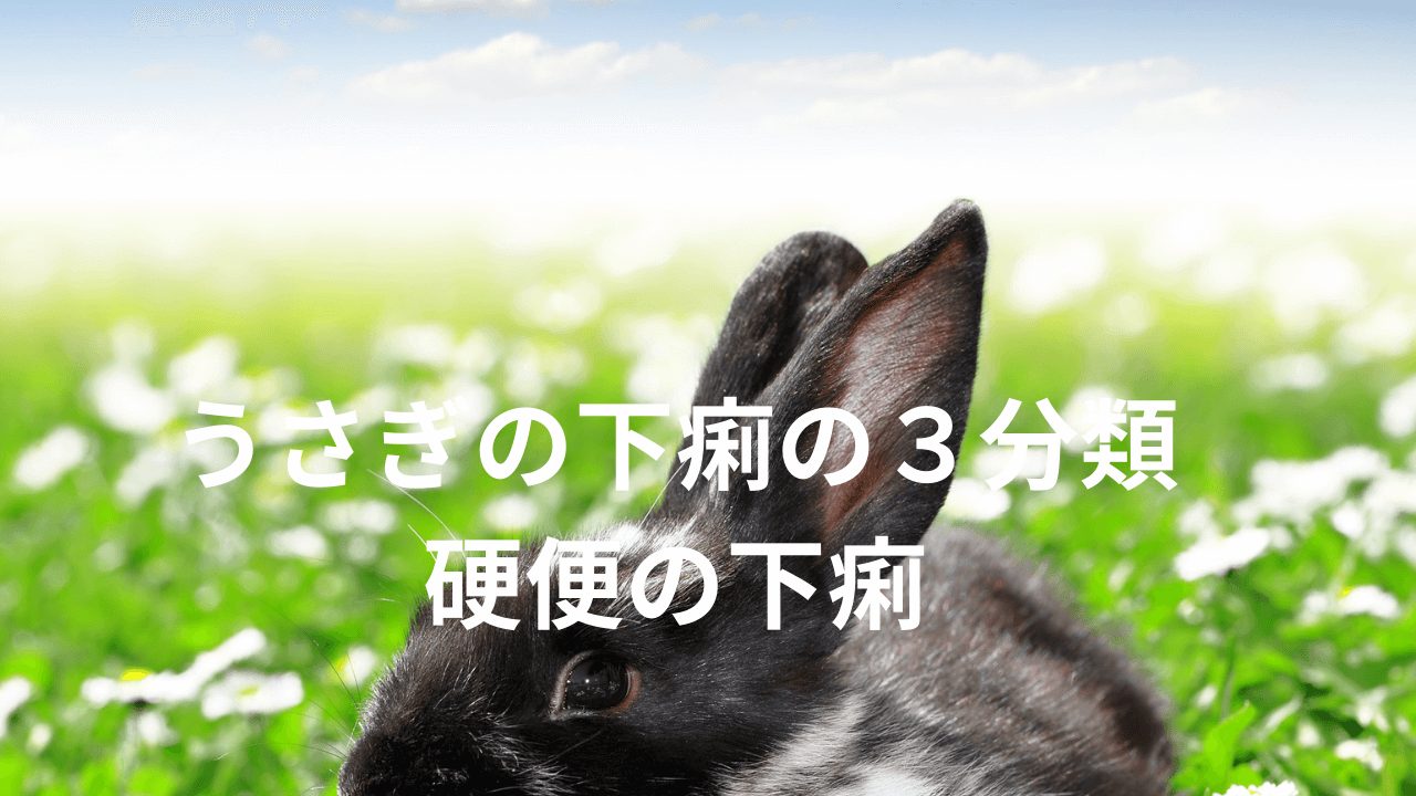 硬便の下痢 熊本のウサギ専門動物病院 うさぎの病院