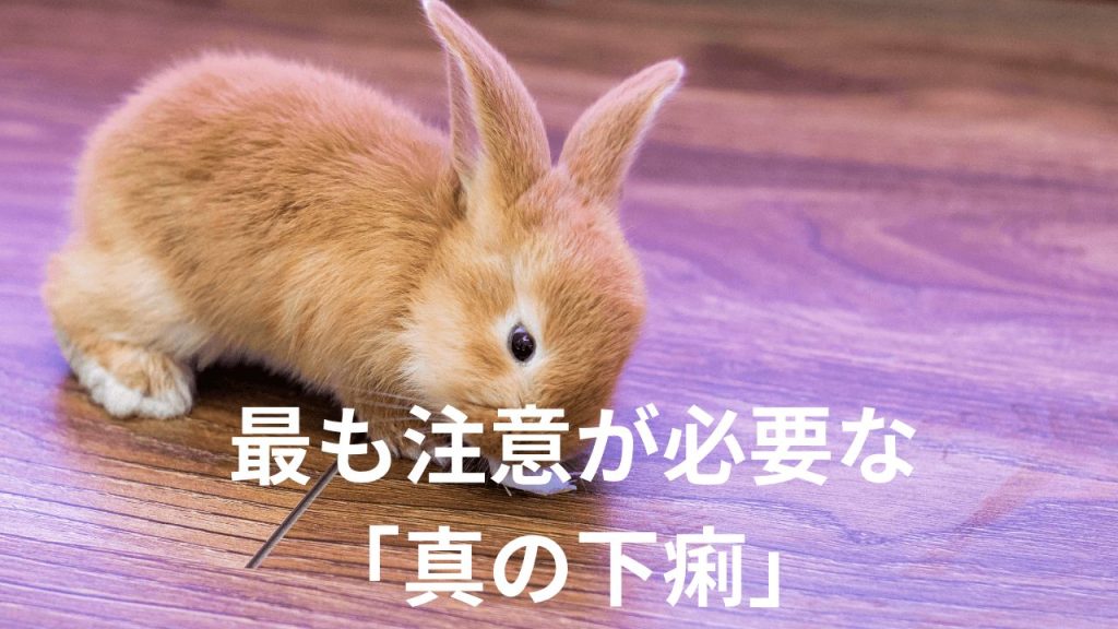 うさぎ 下痢 食欲 は ある